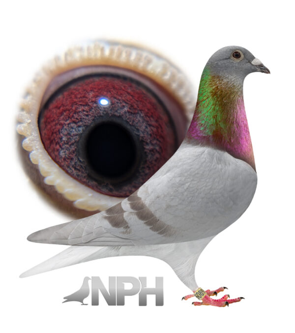 Mealy Bulk LOT 1,28, Sale 2, Steven Hill, Eaglecliffe. 1 x YB Sire Direct son of the horseman. Top top drawer Stefan lambrecht. Dam Cornish queen topped the fed topped the combine off the very very best of john Angwin. (Told me he should have never sold her.)....